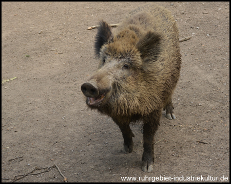 Wildgehege Hohenstein in Witten