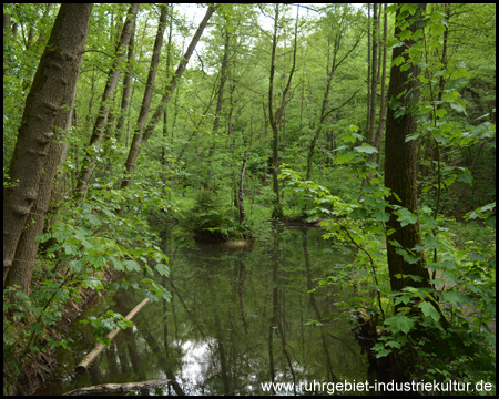 Die Drei Teiche in Witten