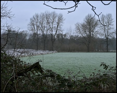 Bäume und eine Wiese im Winter