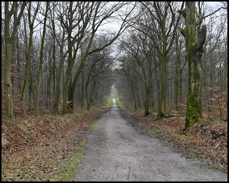 Langer gerader Weg durch den Wald