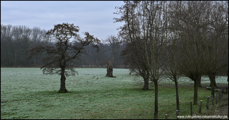 Baumreihe und einzelstehender Baum auf einer Wiese im Emscherbruch