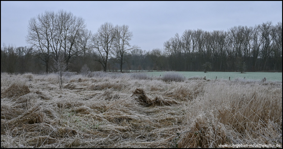 Wiese und Gräser im winterlichen Emscherbruch