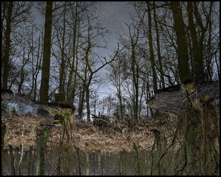 In einer Pfütze gespiegelte Bäume im Wald