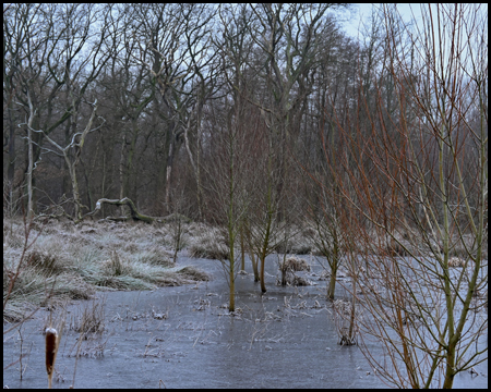 Büsche und Bäume im zugefrorenen Wasser eines Biotops