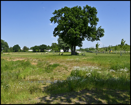 Baum im Emscherland-Park in Castrop-Rauxel