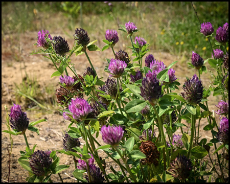 Eine Pflanze mit lilafarbenen Blüten