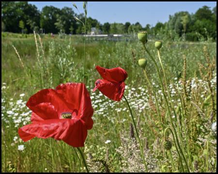 Mohn