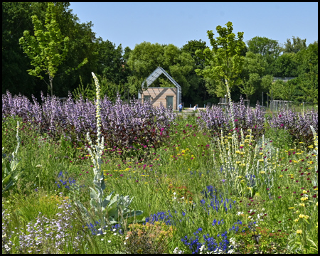 bunte Blumen