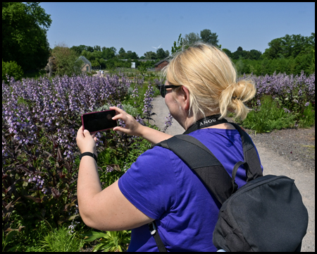 Frau fotografiert lilafarbene Stauden