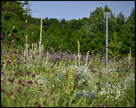 bunte Blumen im Emscherland