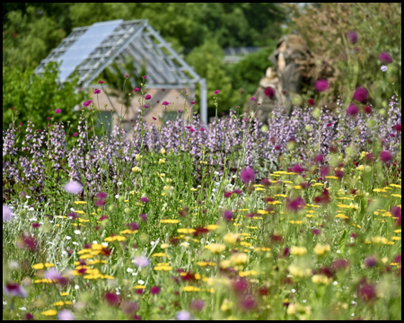 bunte Blumen Emscherland 2020 in Castrop-Rauxel