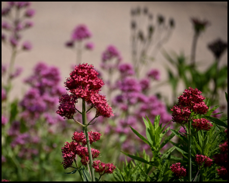 rote Blumen