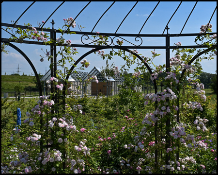 Pavillon als Rankhilfe für Rosen