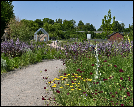 bunte Blumen