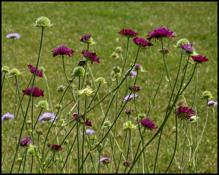 lila Blumen vor grüner Wiese