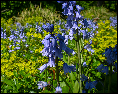 Nahaufnahme von blau-violetten Glockenblumen inmitten gelber Blüten und grünem Blattwerk.