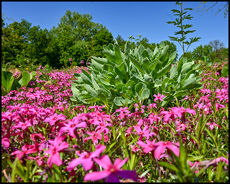 Üppiges Blumenbeet mit leuchtend rosa Blüten und grünen Stauden im Vordergrund, Bäume im Hintergrund.
