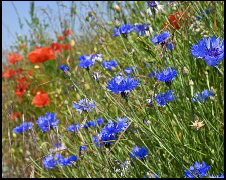 Mohn und Kornblumen