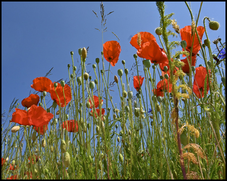 Mohn von unten fotografiert