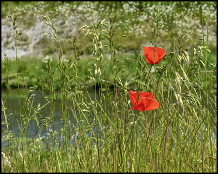 Mohn vor einem Bach