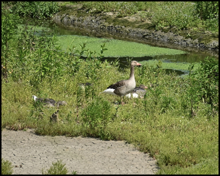 Gans im Fluss