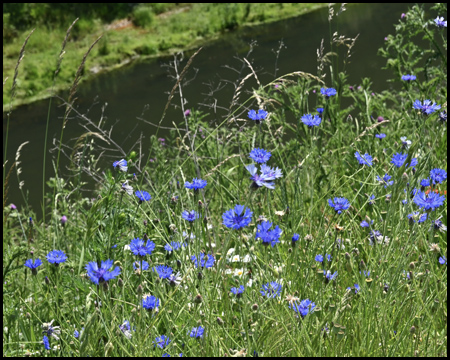 Kornblume am Fluss