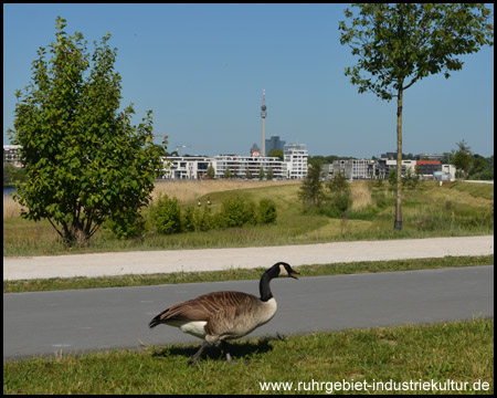 Gänse am Rande des Radwegs, hinten Florianturm