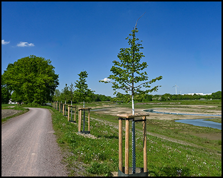 Ein unbefestigter Feldweg verläuft neben jungen, mit Holzpfählen gestützten Bäumen. Rechts erstreckt sich eine weitläufige Feuchtgebietsfläche mit einem schmalen Wasserlauf unter strahlend blauem Himmel.