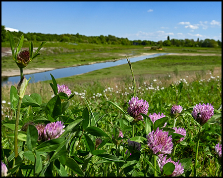 Nahaufnahme von violetten Kleeblüten im Vordergrund einer grünen Wiese. Im Hintergrund fließt ein schmaler blauer Wasserlauf durch die offene Landschaft bei sonnigem Wetter.