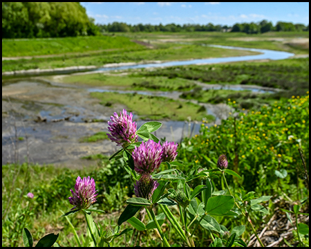Nahaufnahme von drei purpurfarbenen Kleeblüten im Vordergrund. Im Hintergrund erstreckt sich eine feuchte Flussniederung mit verschiedenen Wasserflächen und grüner Vegetation.
