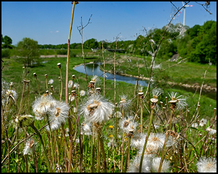 Weiße, flauschige Samenstände von Löwenzahn oder ähnlichen Wildblumen im Vordergrund. Im Hintergrund fließt ein schmaler blauer Fluss durch eine offene grüne Landschaft mit vereinzelten Bäumen.