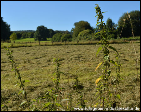 Tal der Lindenbecke