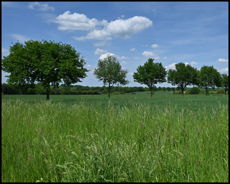 Bäume einer Allee