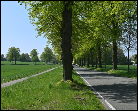 Allee mit Radweg