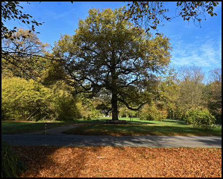 Baum im Herbstkleid mit Blättern auf dem boden