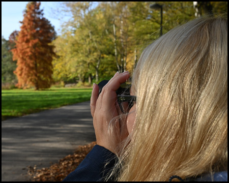 Frau fotografiert Baum