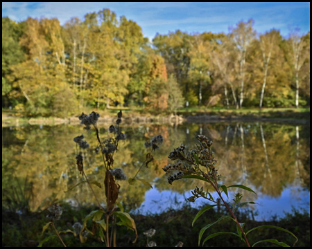 See mit spiegelnden Herbstbäumen im Wasser