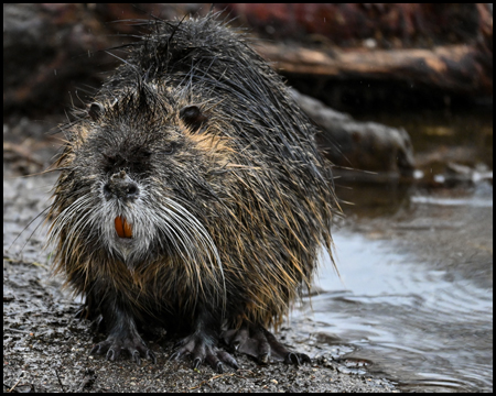 Nutria