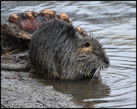 Nutria