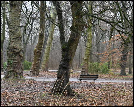 Bäume im Nebel