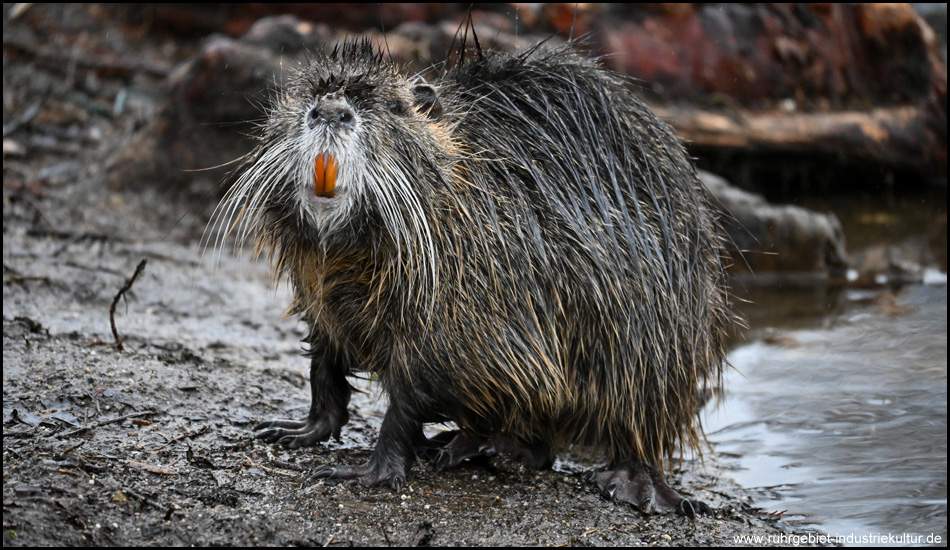 Eine Nutria mit gelben Zähnen am Ufer eines Teiches