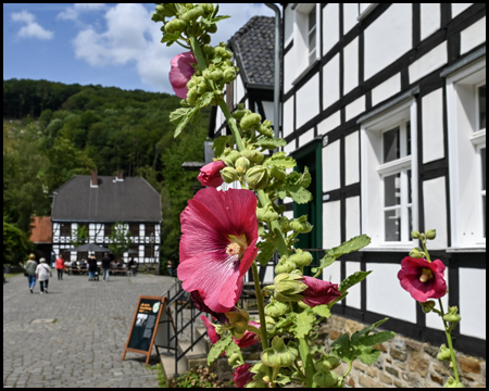 Stockrose vor Fachwerkhaus