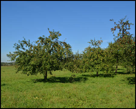 Obstbaumwiese im vierten Abschnitt "Kulturgehölze"