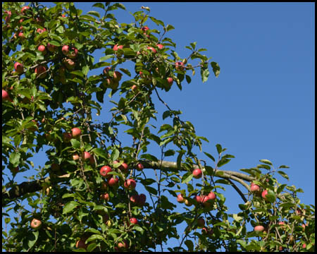 Apfelbaum mit reicher Ernte
