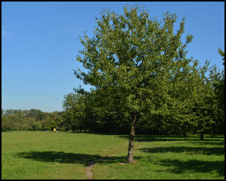 Ein Pfad führt durch die niedrige Wiese