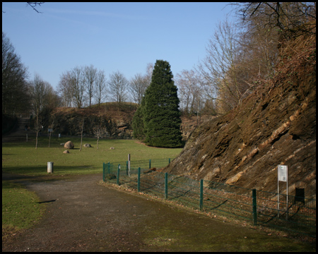 Karbonzeitliches Gestein in schräger Lage; hinten Mammutbaum