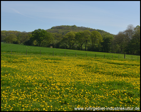 Blick zum Kaisberg hinter der Löwenzahnwiese