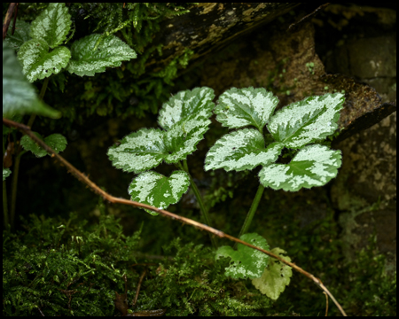 Grüne Pflanze am Waldboden