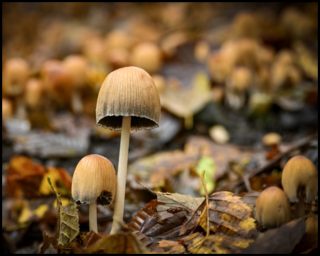 Pilze am Waldboden