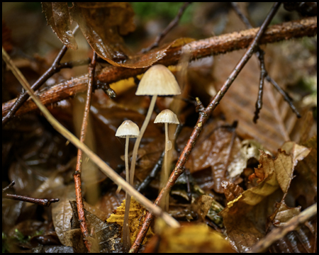 Pilze am Waldboden